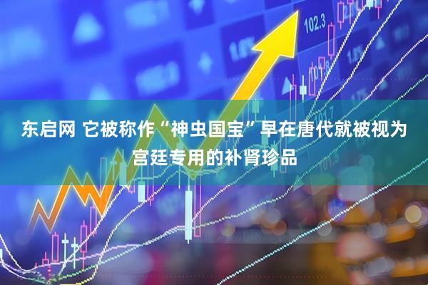 东启网 它被称作“神虫国宝”早在唐代就被视为宫廷专用的补肾珍品